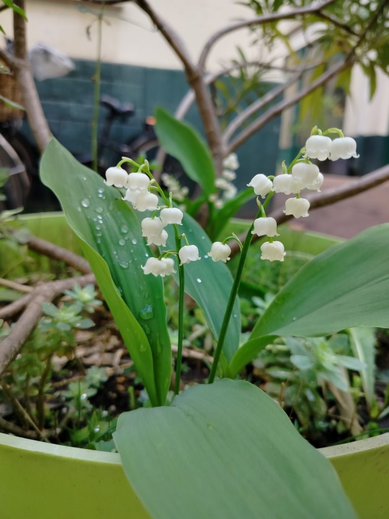 Et bon 1er Mai !